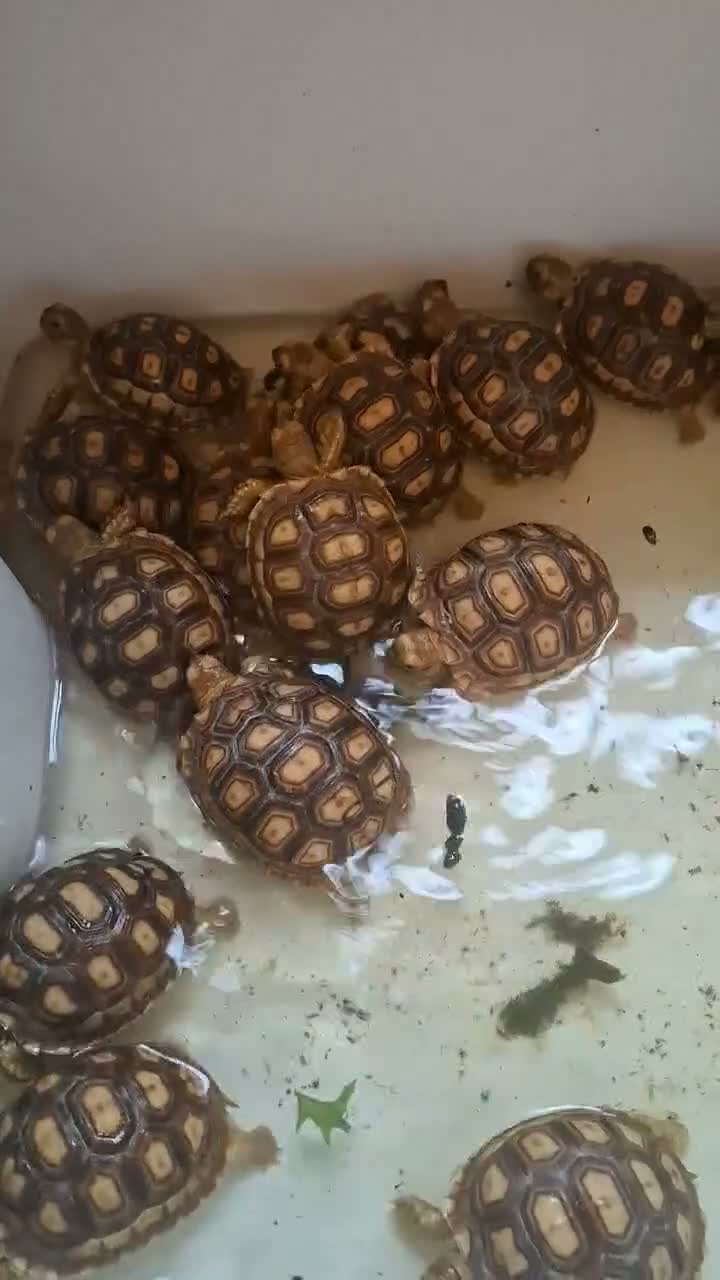 Tortoise reptiles for sale: Sulcata tortoise babies in Norwich - Video 1