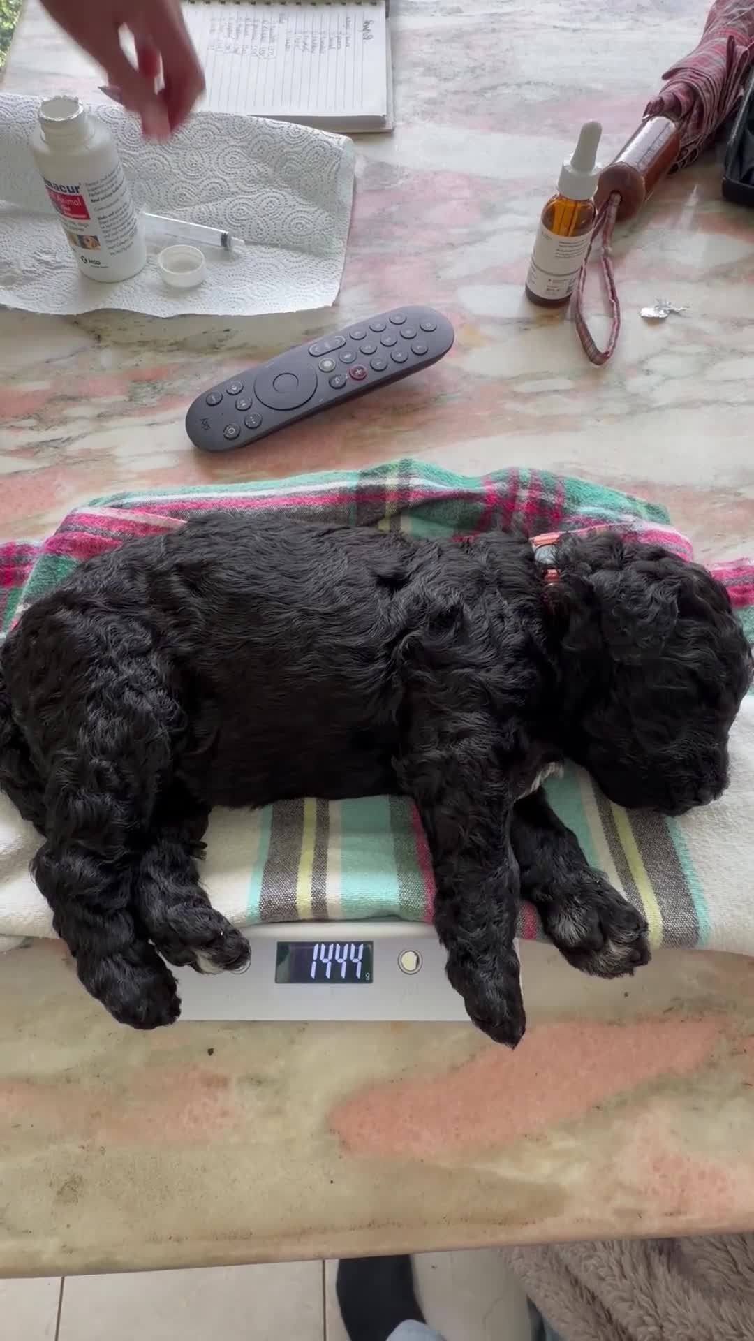 Labradoodle dogs for sale: Labradoodle Puppies - Video 1