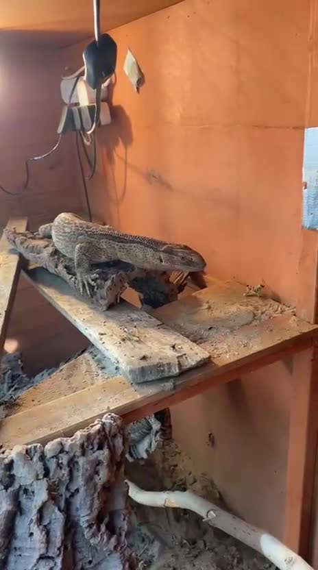Monitor reptiles for sale: White throat monitor - Video 1