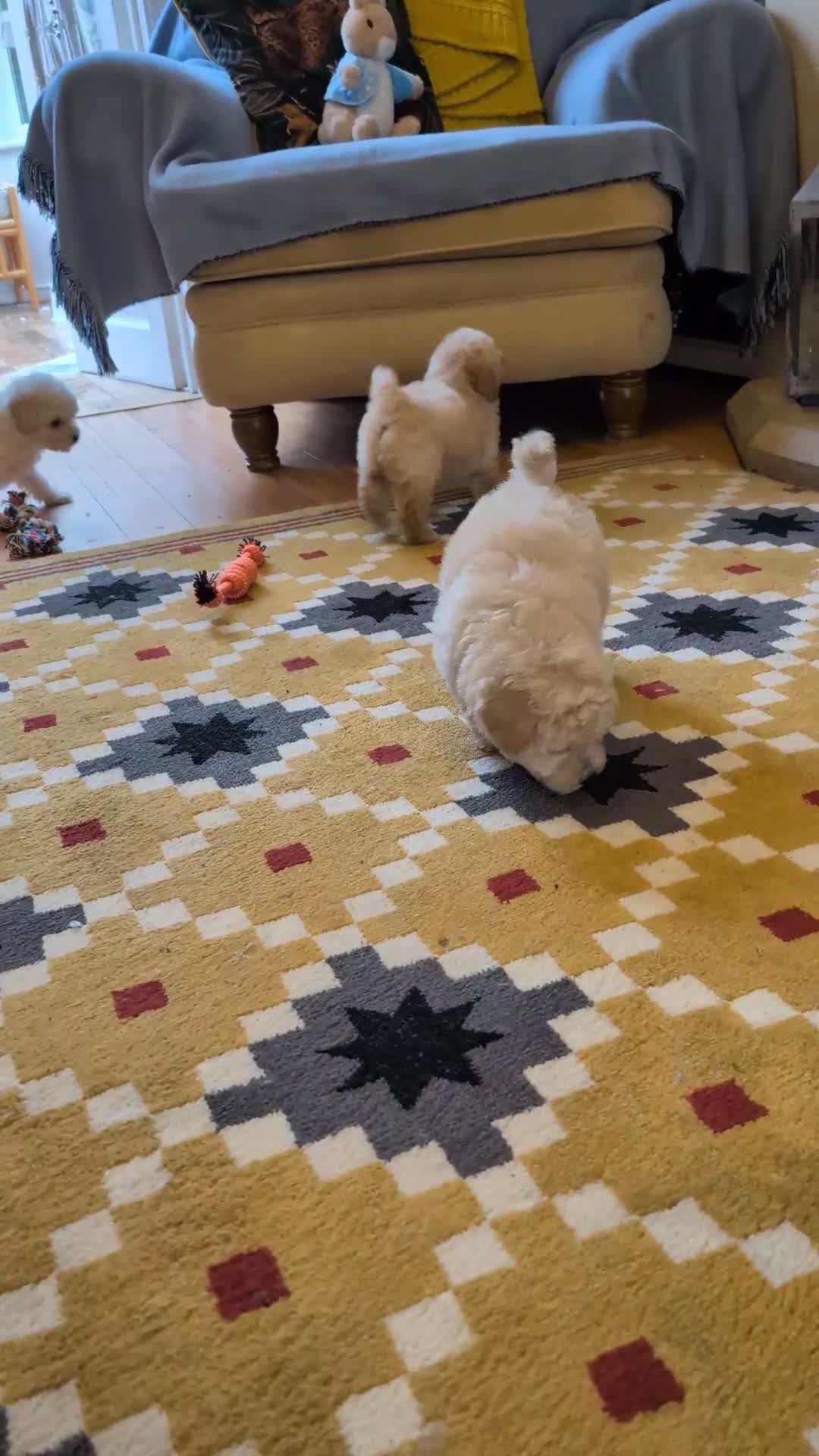 Poochon dogs for sale: Stunning F1 Toy Poochon Puppies BOYS - Video 2