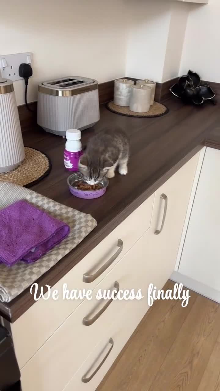 British Shorthair cats for sale: British shorthair x Cross Kitten Male  - Video 2