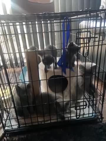 British Shorthair cats for sale: British Shorthair x Russian Blue Kittens  - Video 1