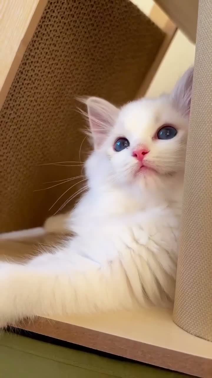 Ragdoll cats for sale: Ready To Leave Blue Lynx Ragdoll 💙Deep Blue Eyes - Video 1
