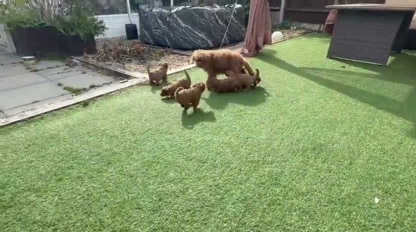 Cavapoo dogs for sale: Backcrossed/ F1b cavapoo - Video 1