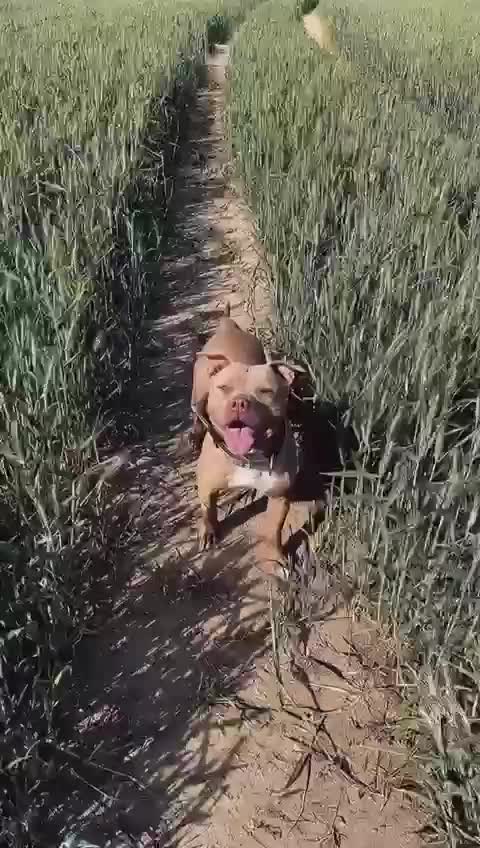 American Bull Staffy dogs for sale: Gorgeous 4 yr old girl looking for forever home ❤️ - Video 1