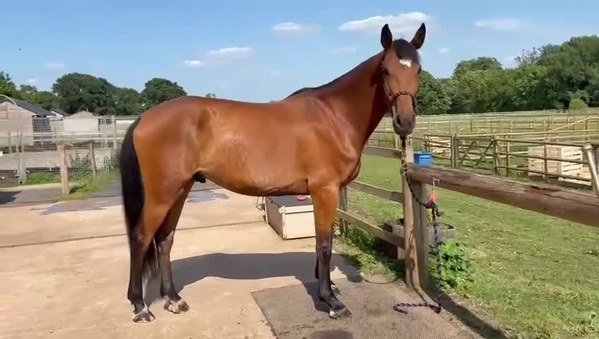 Holstein horses for sale: Beautiful Gelding for sale.  - Video 2