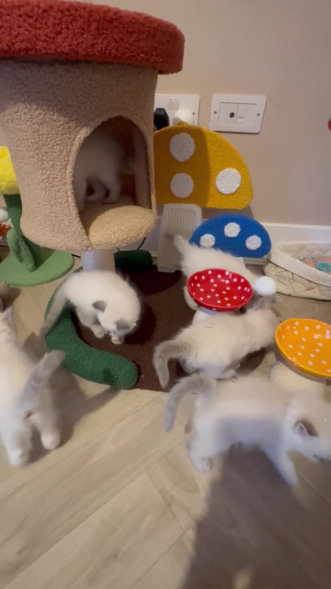 Ragdoll cats for sale: Pawtrait Perfect Ragdoll kittens in Hemel Hempstead - Video 4