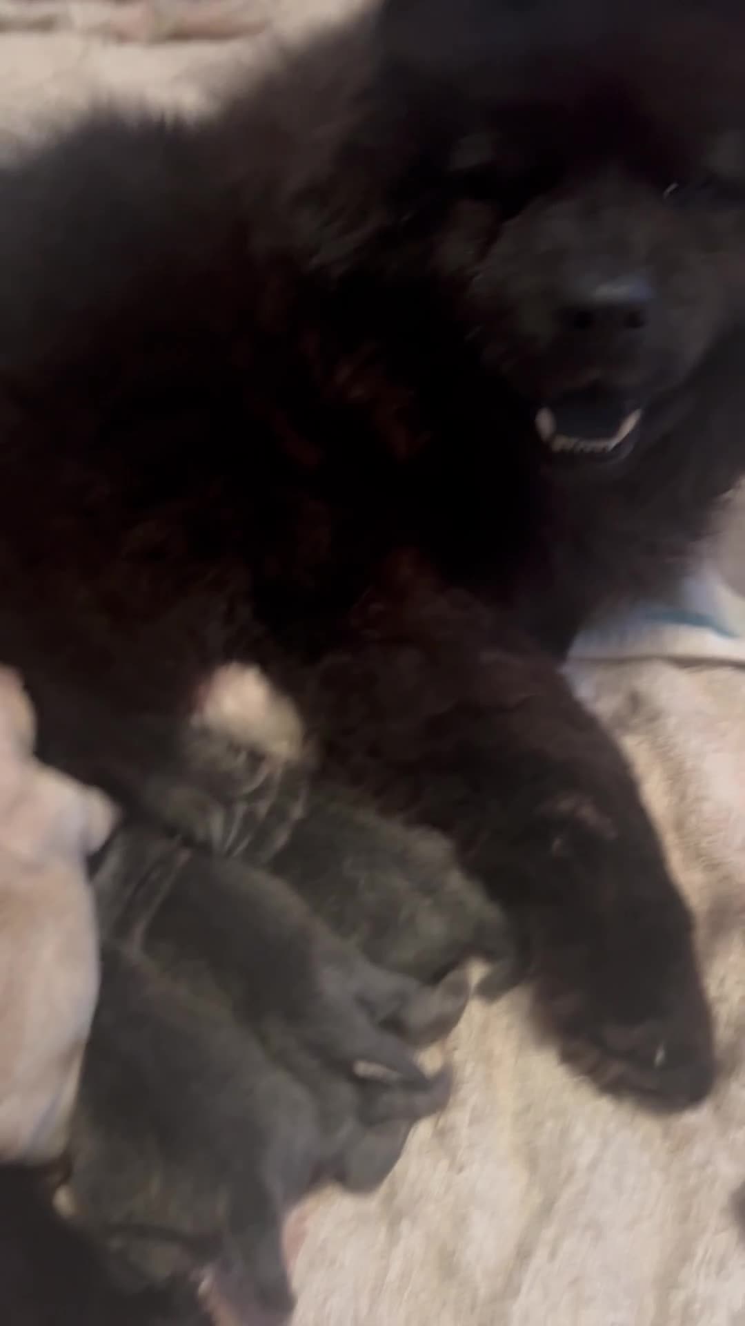 Chow Chow dogs for sale: Gorgeous chow chow puppies  - Video 1