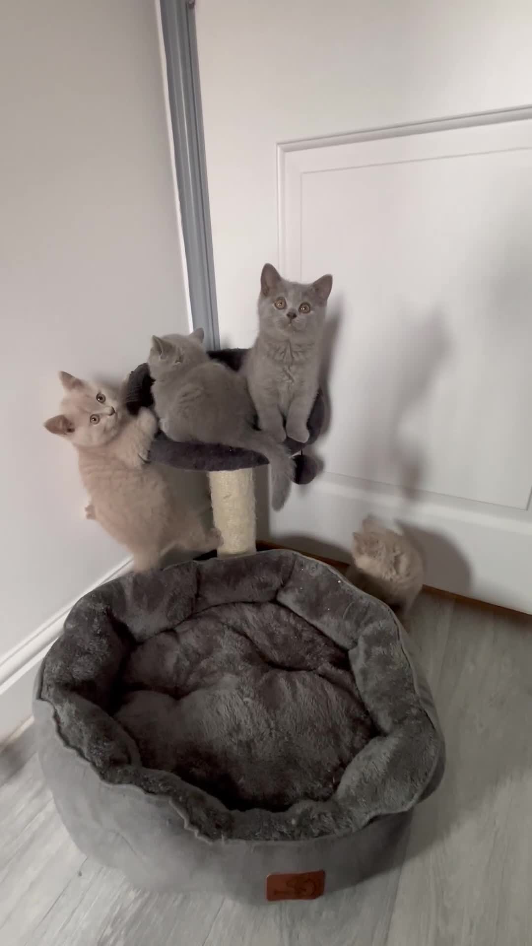 British Shorthair cats for sale: Beautiful British Shorthair Girls Available  - Video 1