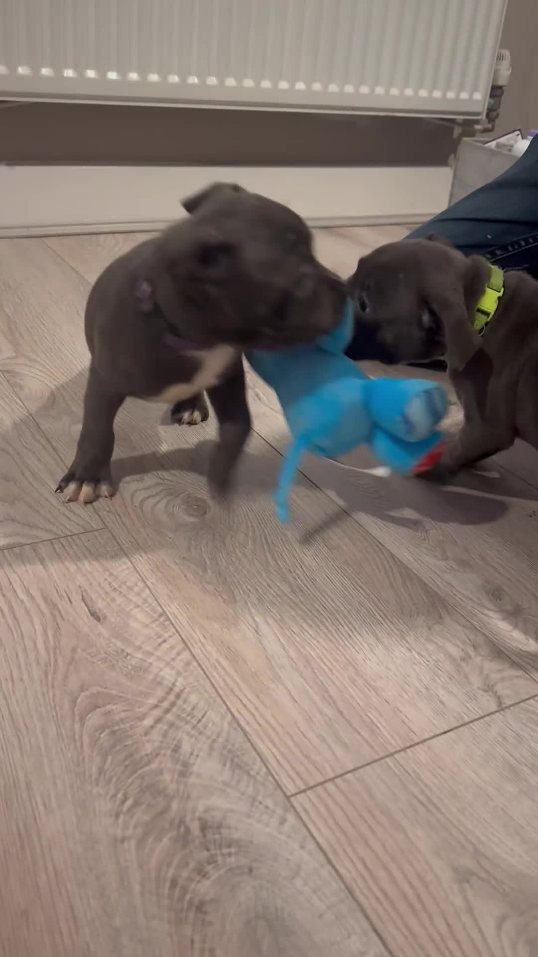 Staffordshire Bull Terrier dogs for sale: Blue staffordshire bull terriors - Video 1
