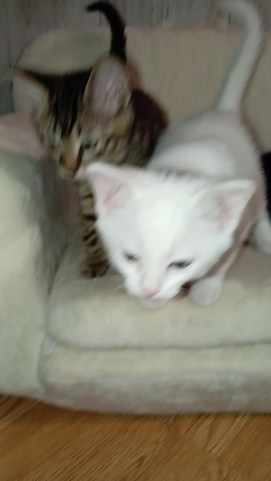 Mixed Breed cats for sale: White Male and stripy/spotty tabby males ready now - Video 1