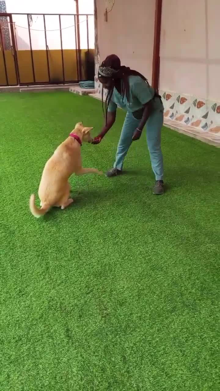 Canaan Dog dogs for adoption: Sahara  - Video 1