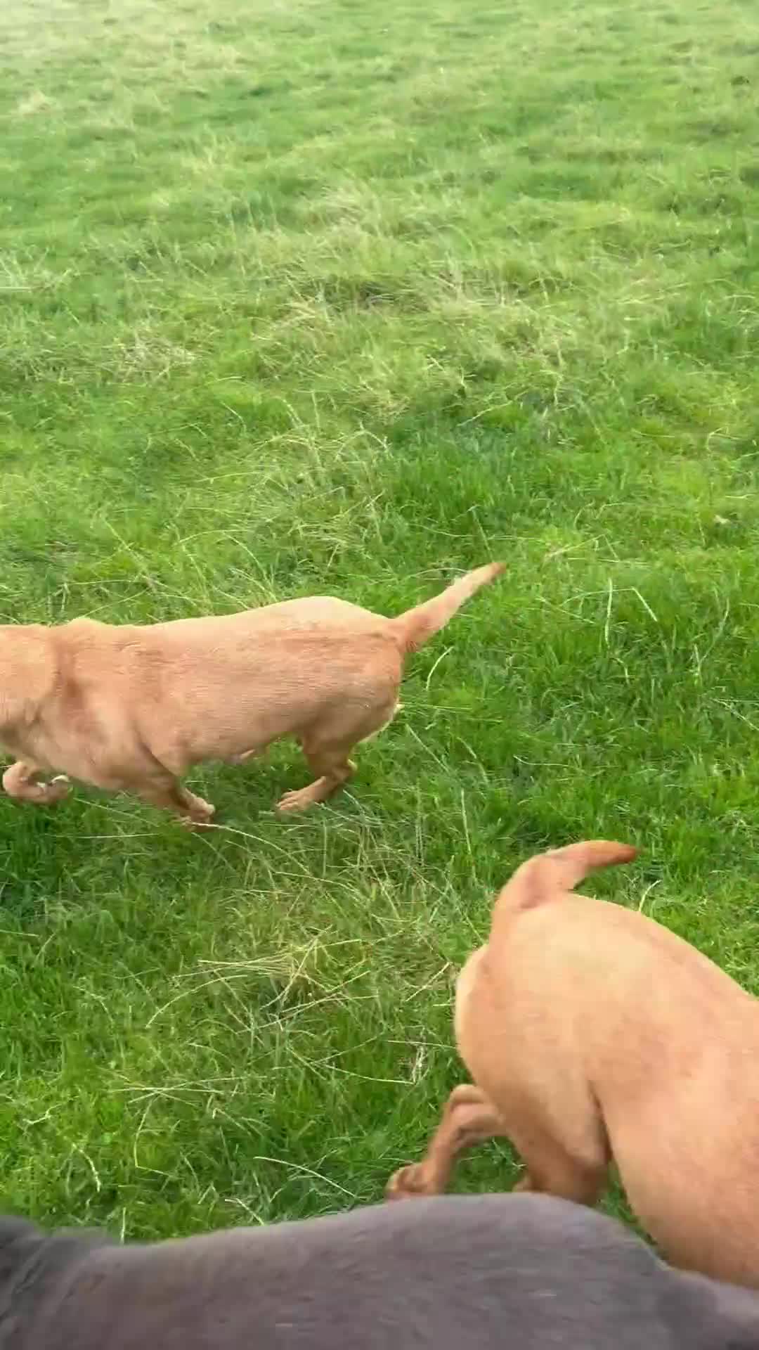 Labrador Retriever dogs for sale: Lovely Labrador Lady looking for a forever home - Video 1