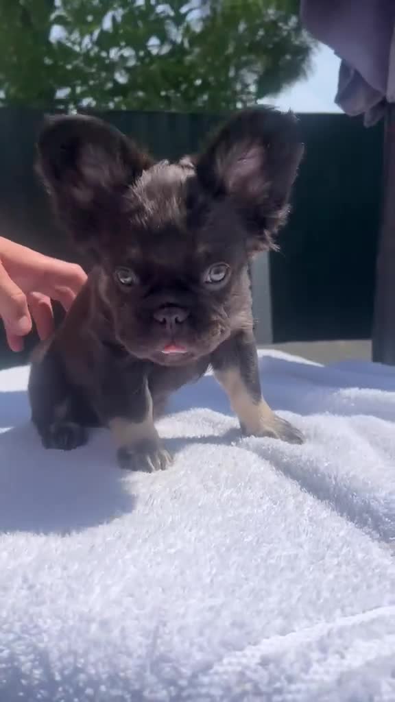 French Bulldog dogs for sale: FLUFFY FRENCH BULLDOGS LAST 2 - STUNNERS - Video 1