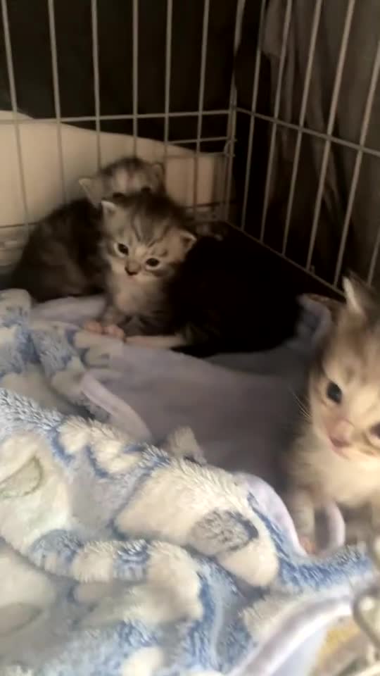 Maine Coon cats for sale: Maine coon kittens - Video 1
