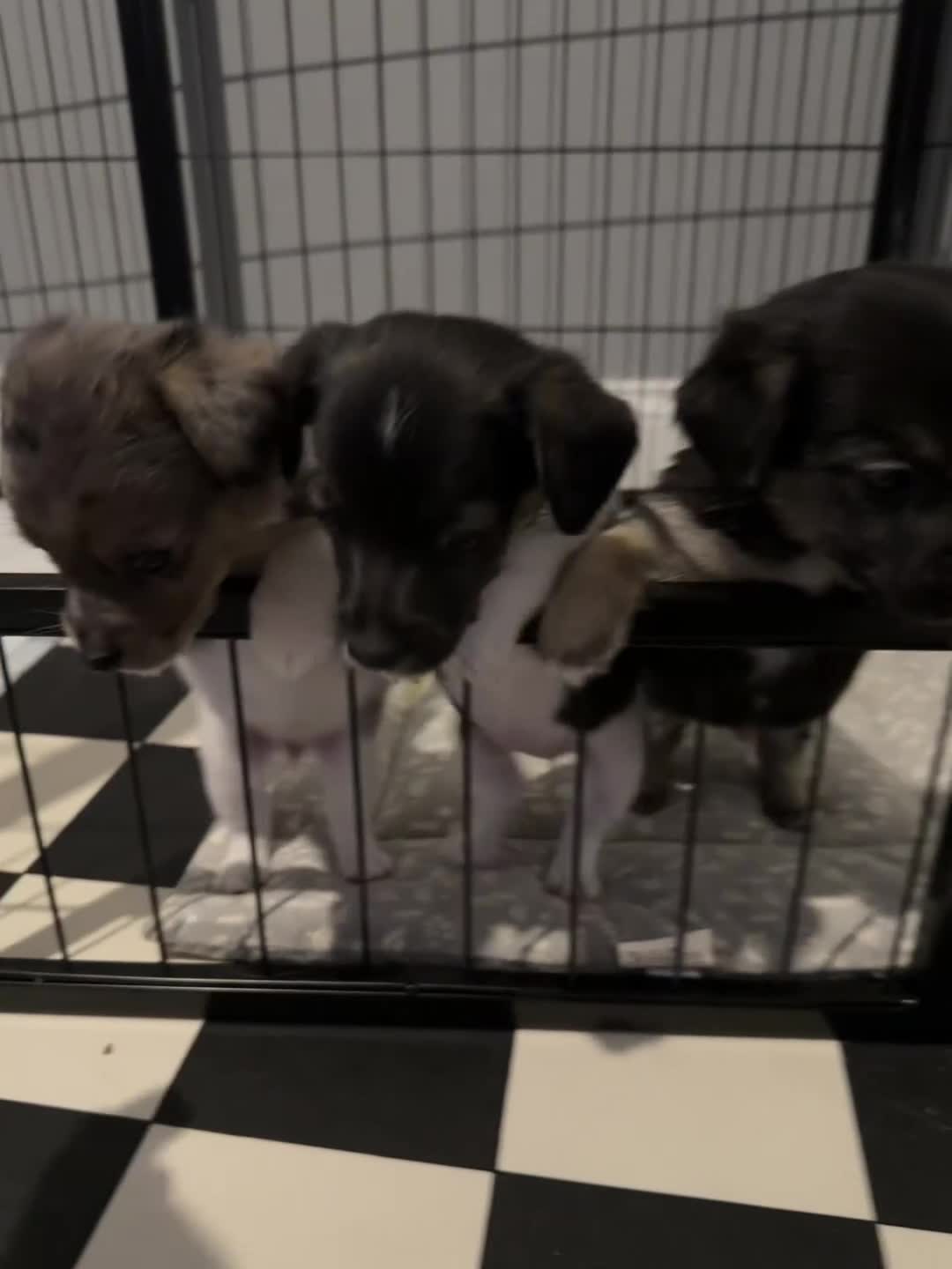 Jack Russell dogs for sale: Jack Russell pups  - Video 1