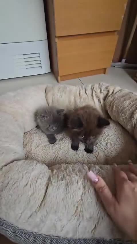 British Shorthair cats for sale: Adorable kittens bsh  - Video 1