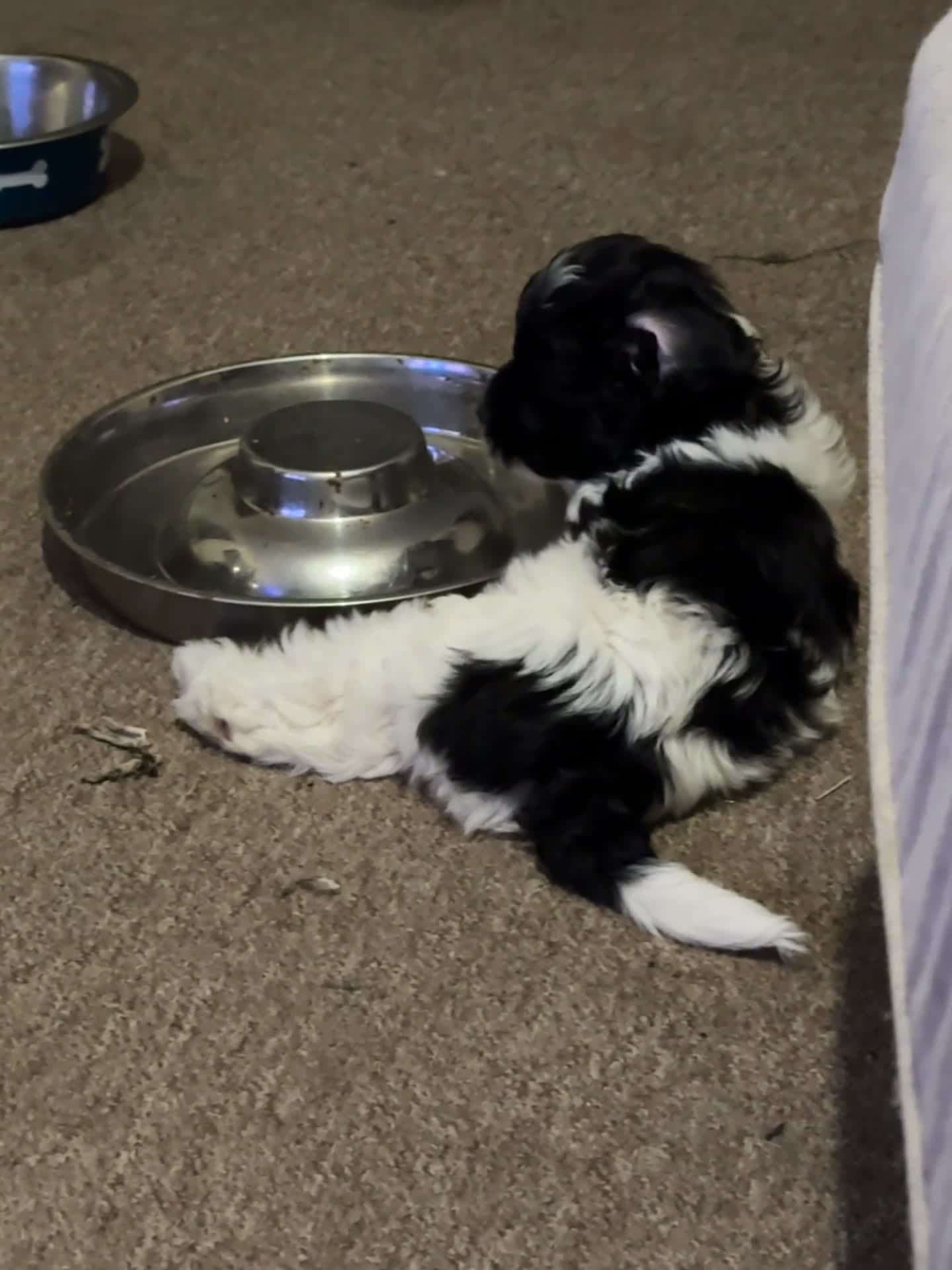 Mixed Breed dogs for sale: Springer-Poo puppies READY NOW. - Video 2