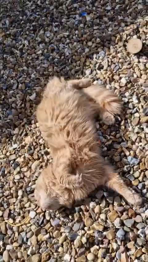 British Longhair cats for sale: Amber - British Semi Longhair - Video 1