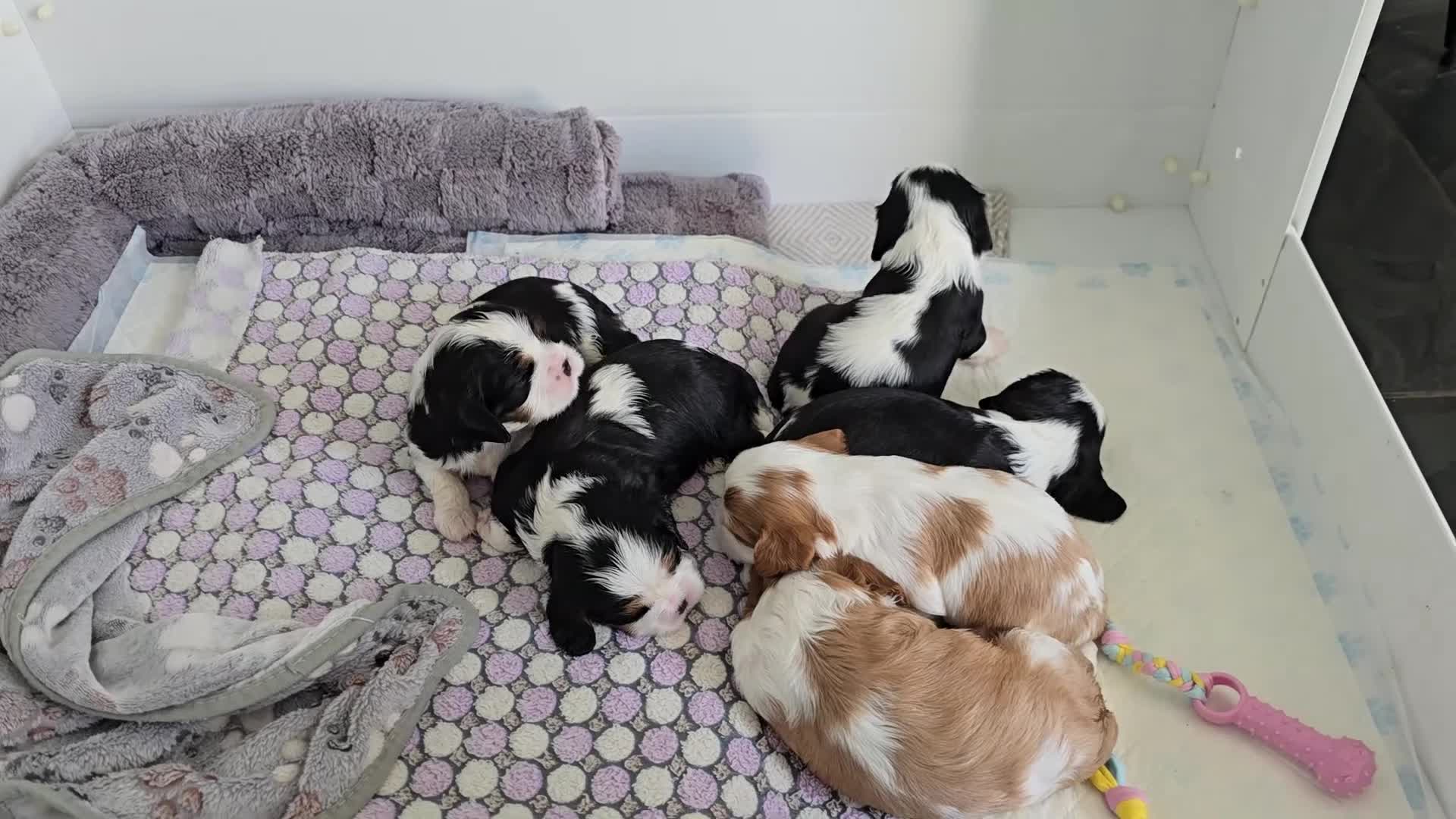 Cavalier King Charles Spaniel dogs for sale: MRI scanned parents fullY health tested - Video 1