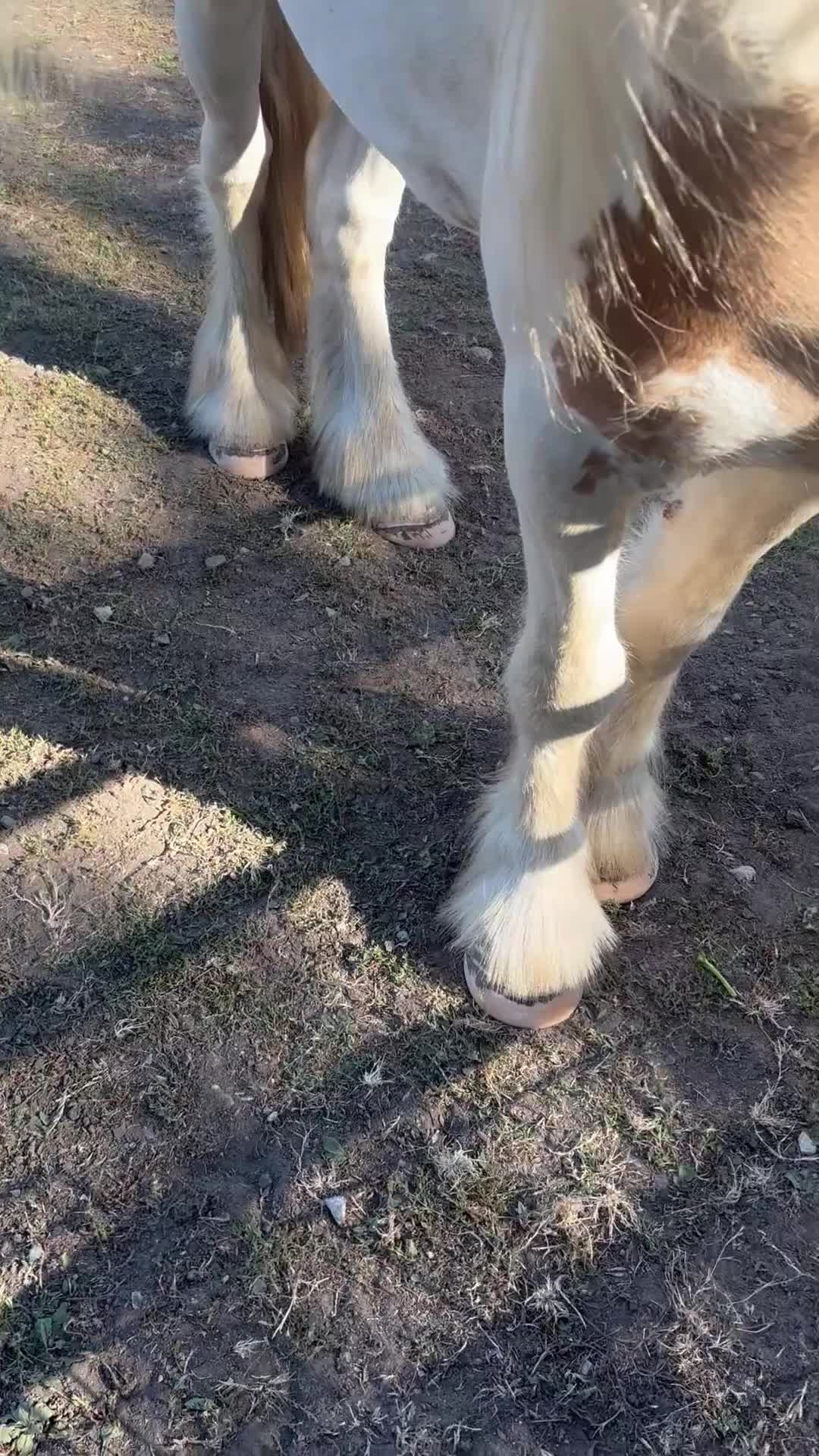 Other Breed horses for sale: Range of horses and ponies for sale  in Harrogate - Video 1