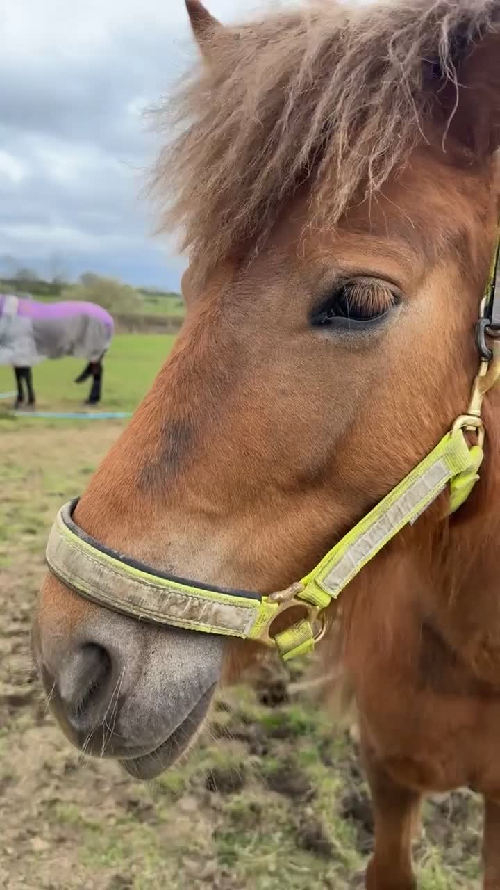 Dartmoor horses for sale: Dartmoor pony  in Lechlade - Video 5