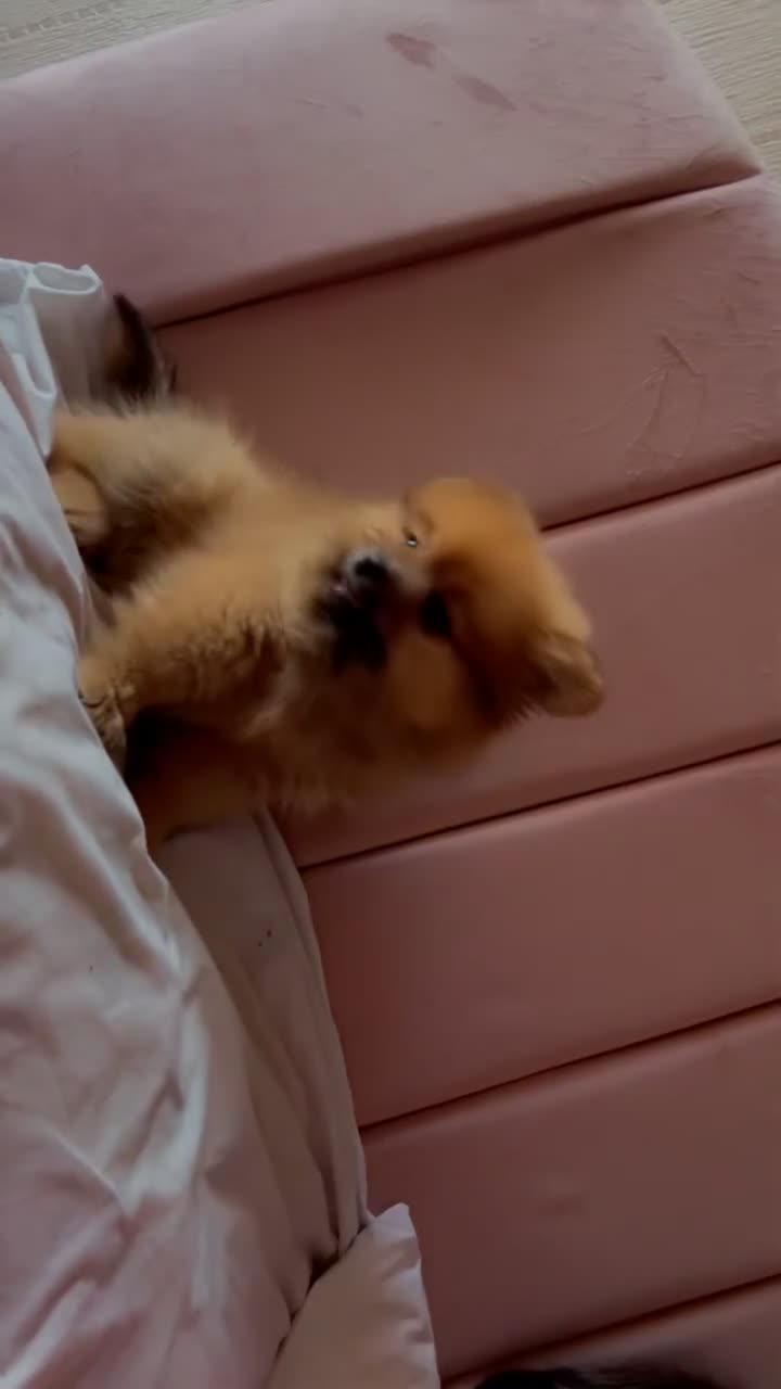 Pomeranian dogs for sale: 8 month’s full breed tanned Pomeranian  - Video 1