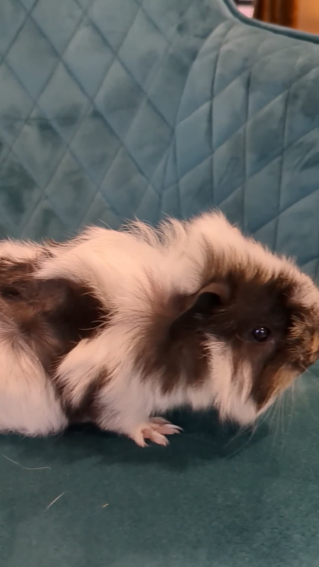 Guinea Pig rodents for sale: GUINEA PIGS ROR SALE - Video 1