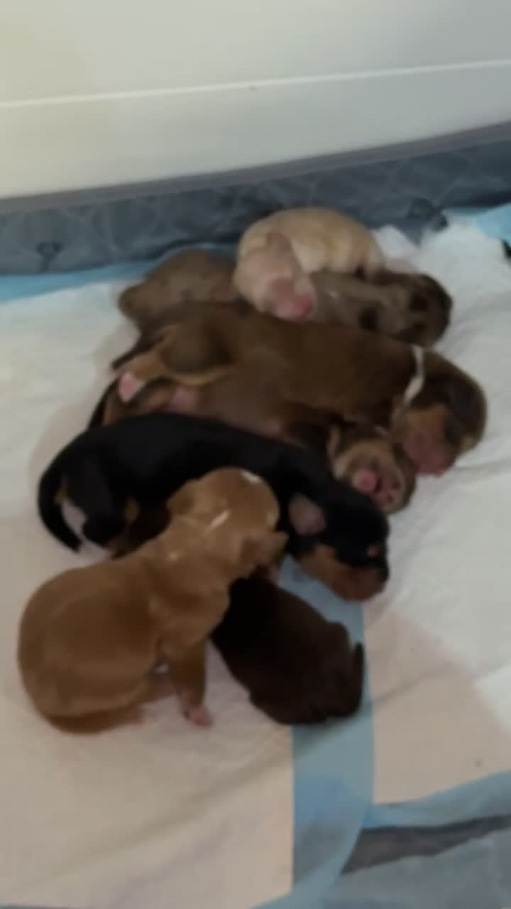 Cocker Spaniel dogs for sale: Amazing litter of 7 cocker spaniels  - Video 2