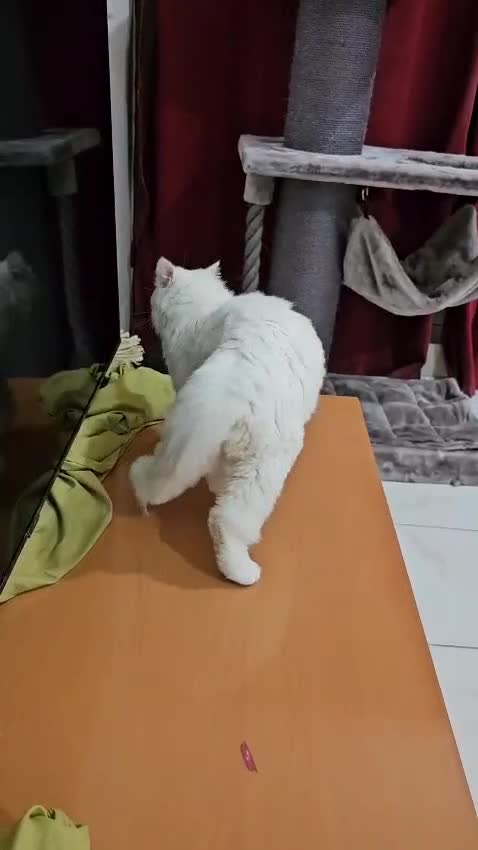 Mixed Breed cats for adoption: MIX TURKISH ANGIRA BONDED PAIR CALM AFFECTIONATE  - Video 1