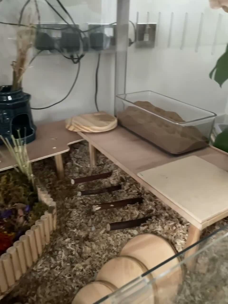 Hamster rodents for sale: Most adorable Syrian hamster Stinky  in Ilford - Video 1