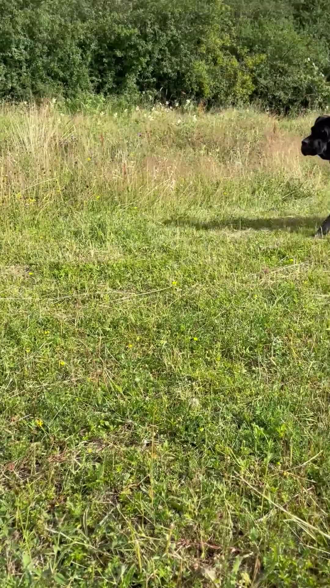 Cane Corso dogs for sale: Cane corso puppies in Evesham - Video 2