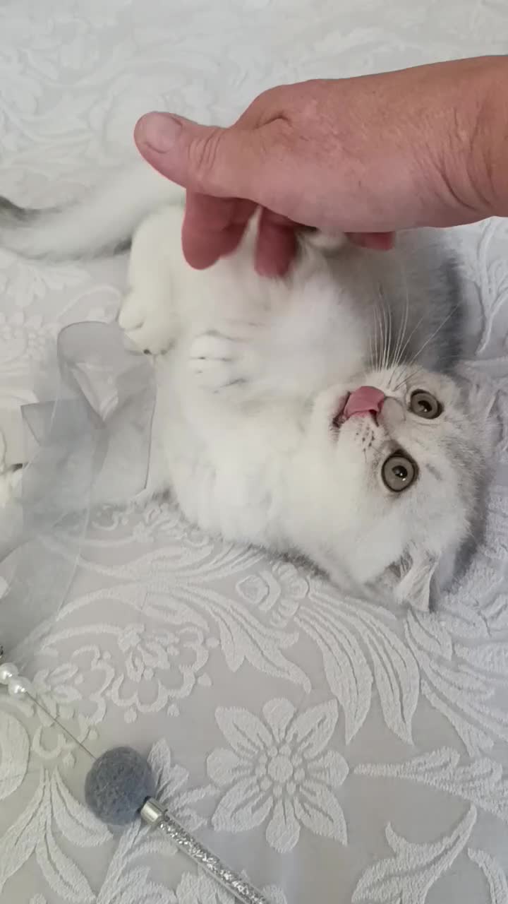 British Shorthair cats for sale: Lovely kittens  - Video 3
