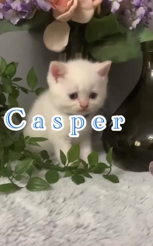 British Shorthair cats for sale: British short hair kittens  - Video 4