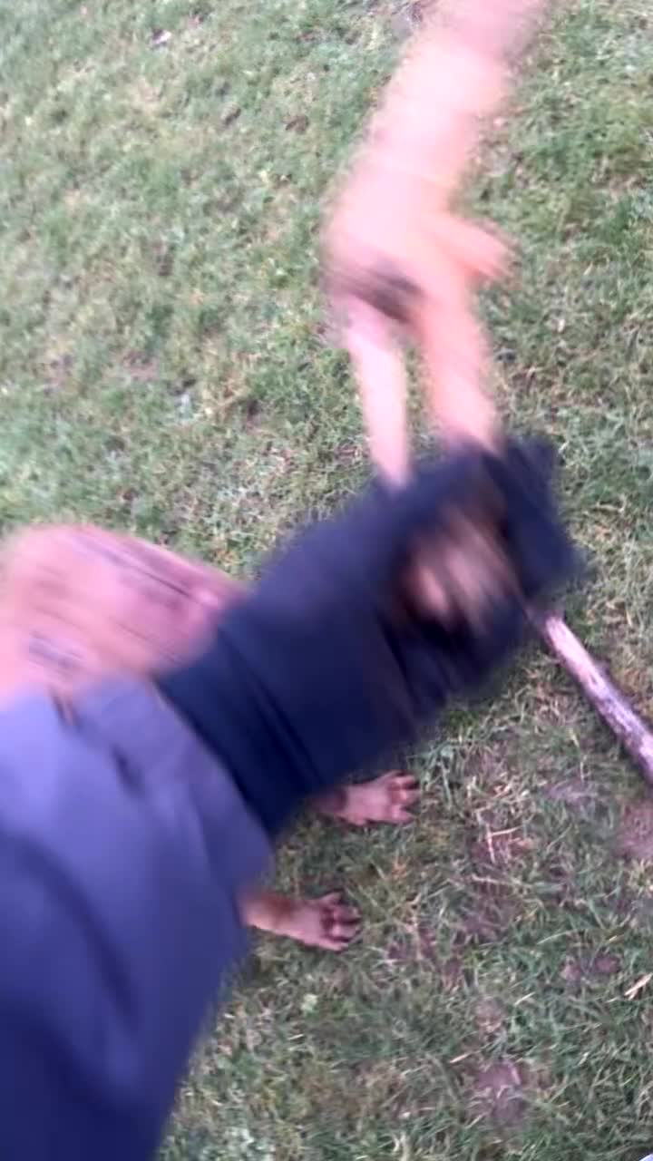 Mixed Breed dogs for sale: Unfortunately having to rehome my corso striker  - Video 1