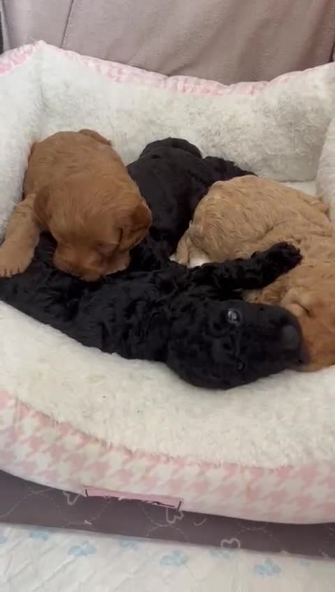 Cockapoo dogs for sale: Adorable Cockapoo puppies waiting for You!  - Video 1