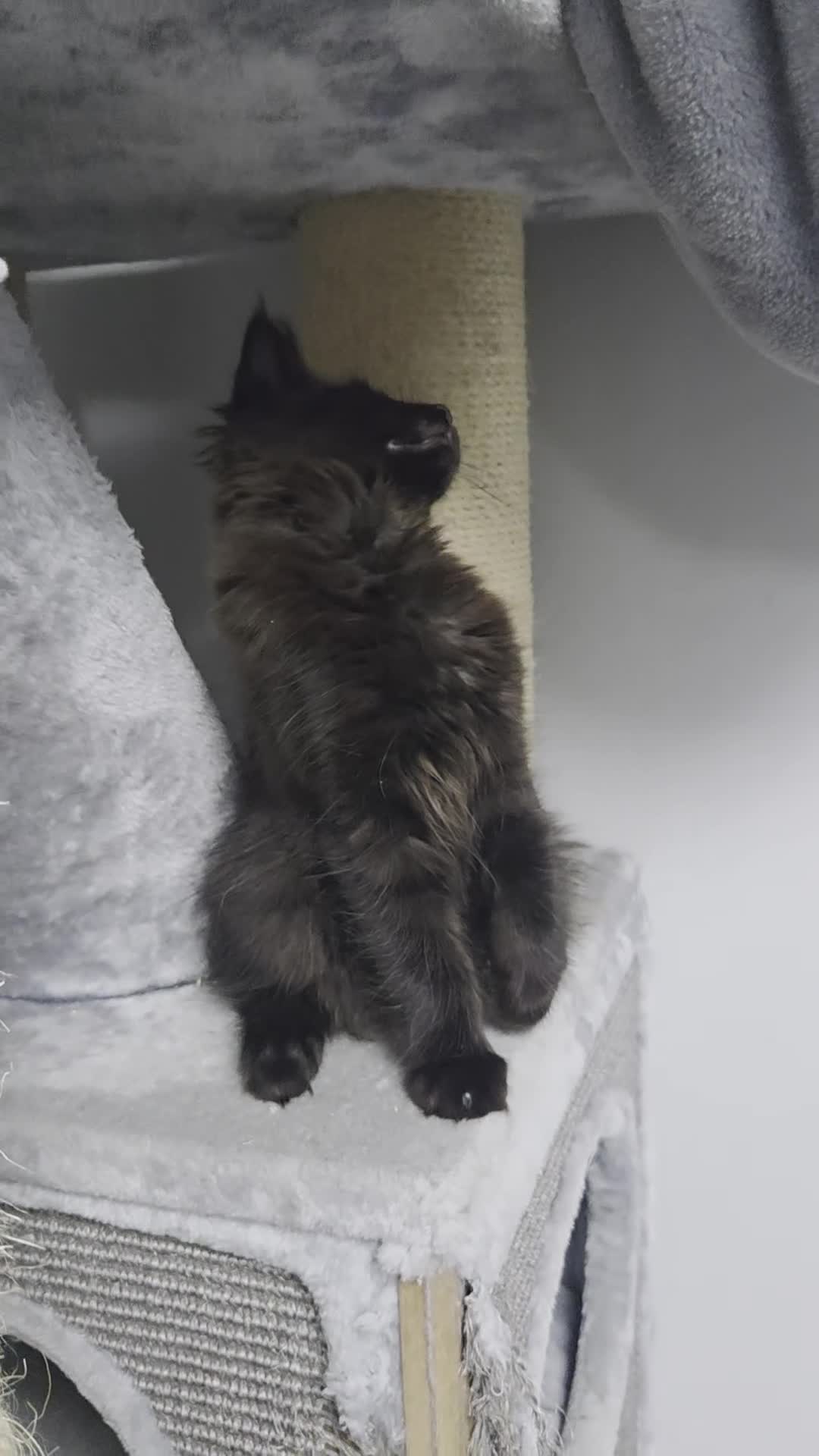 Maine Coon cats for sale: Stunning Pedigree Maine Coon Kittens for Sale - Video 3