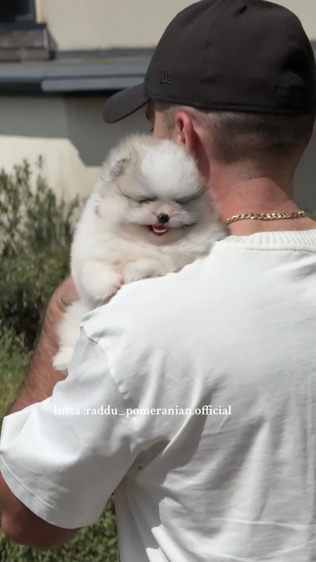 Pomeranian dogs for sale: Champion line🏆 Teddy Face 🧸 - Video 1