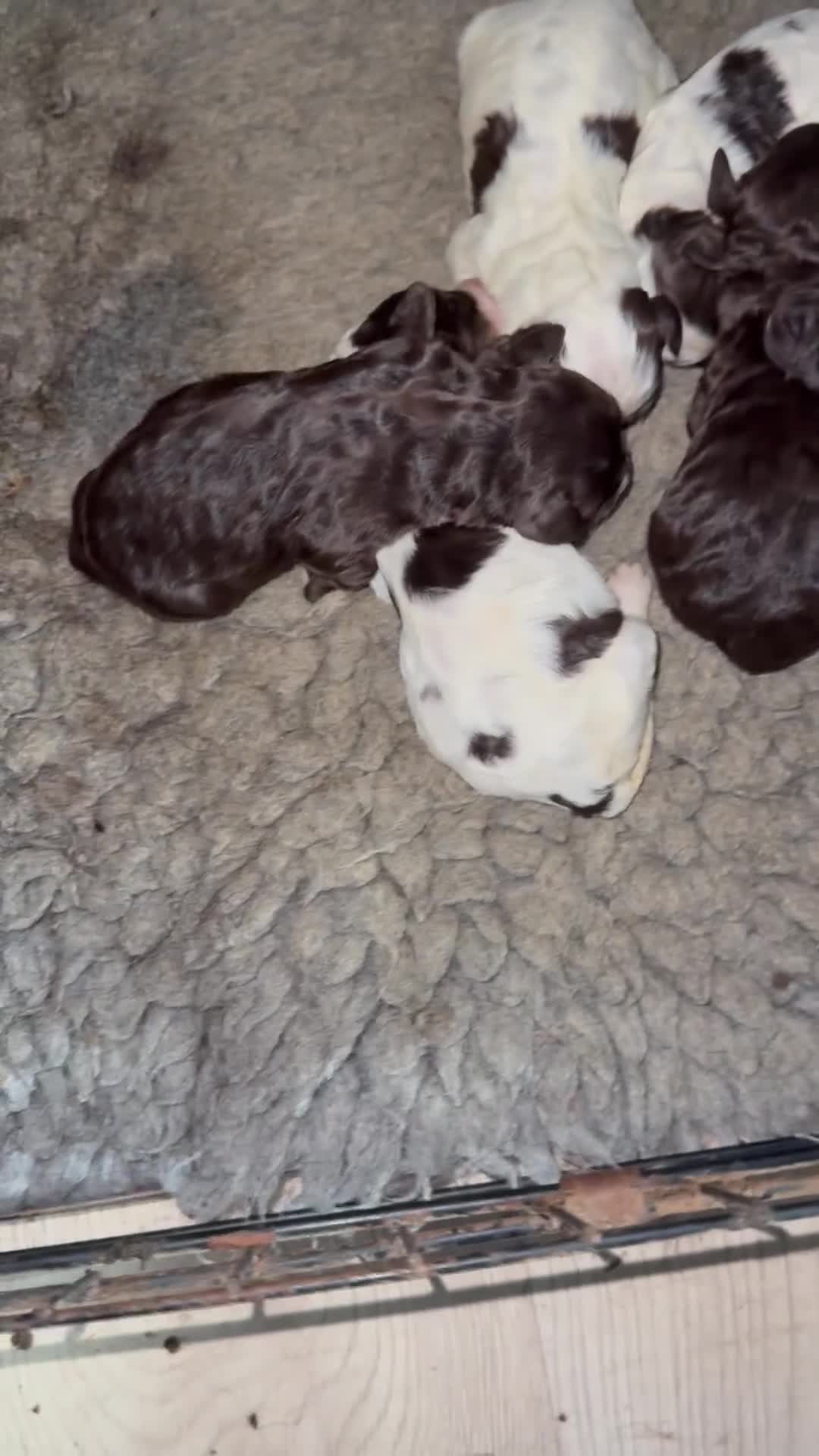 Cockapoo dogs for sale: Miniature cockapoos - Video 1