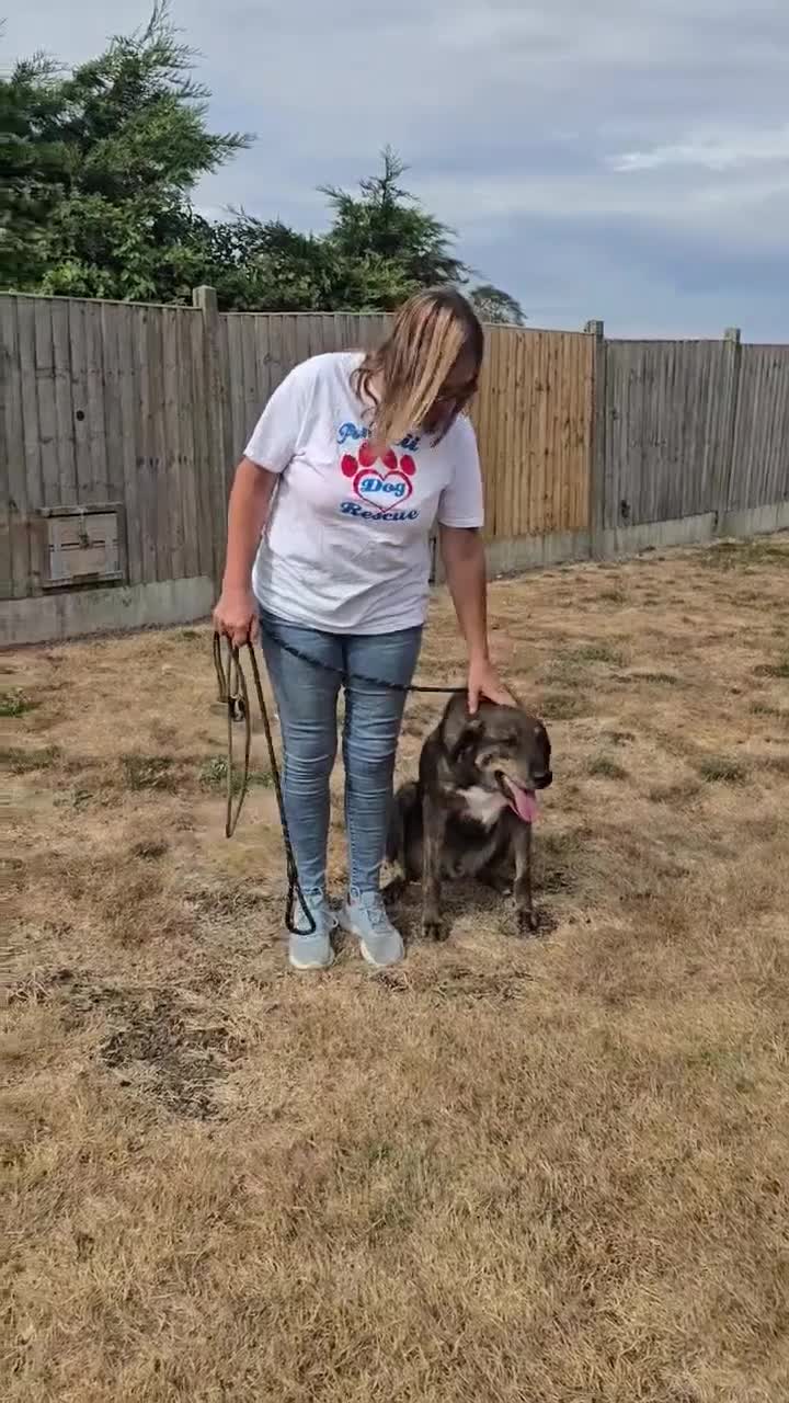 Mixed Breed dogs for adoption: TEDDY - WAITED HIS WHOLE LIFE FOR A HOME - Video 1