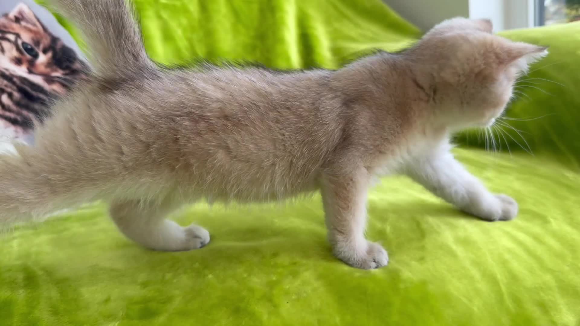British Longhair cats for sale: Pure Bread British Longhair and Shorthair kittens - Video 2