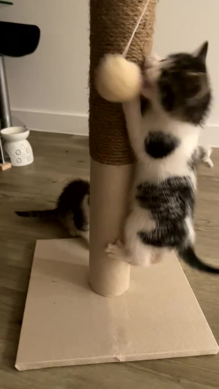 British Shorthair cats for sale: Two white and grey kittens  - Video 1