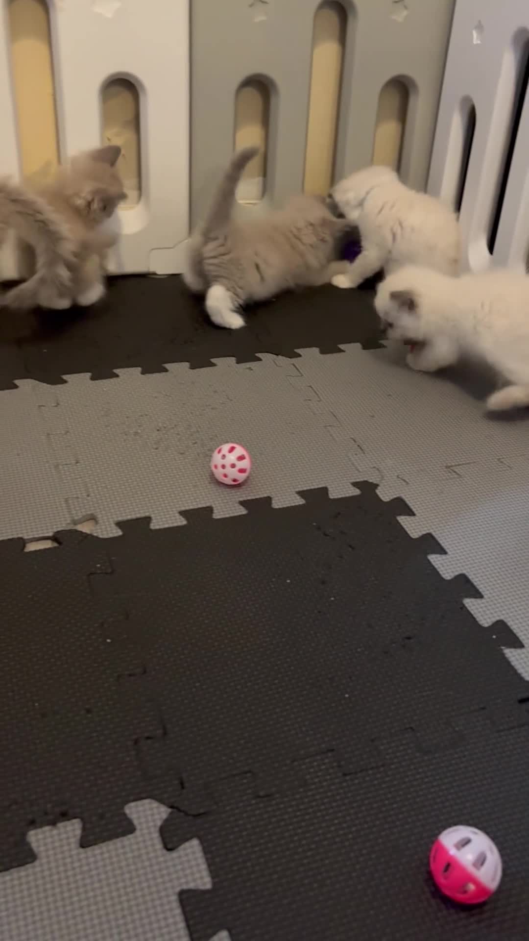 Ragdoll cats for sale: 🩷READY TO LEAVE NOW💙 - Video 1
