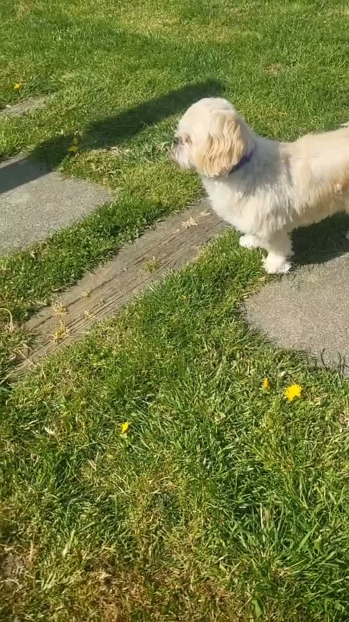 Shih Tzu dogs for sale: 3yr old shih tzu for rehoming  - Video 1