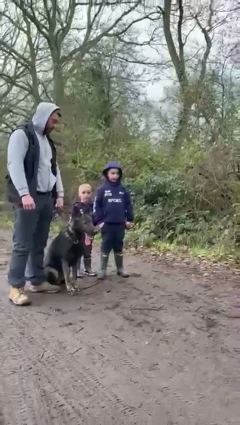 German Shepherd dogs for sale: ALFIE – THE ULTIMATE FAMILY PROTECTOR - Video 2