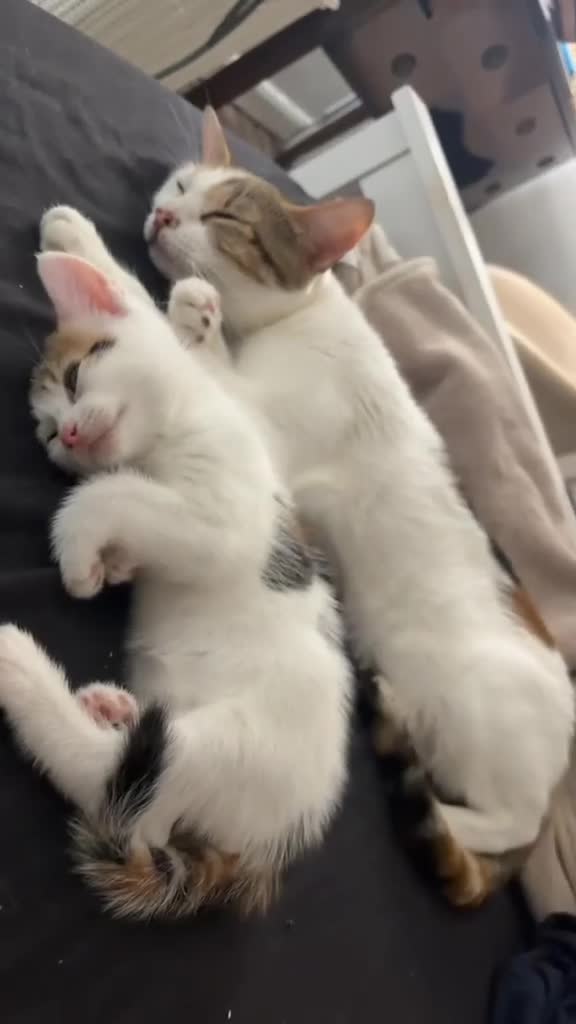 Mixed Breed cats for sale: 2 kittens ready for new homes  - Video 1