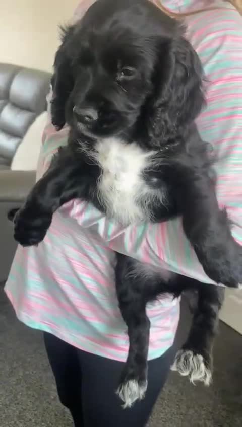Cocker Spaniel dogs for sale: Cocker spaniel puppies - Video 2