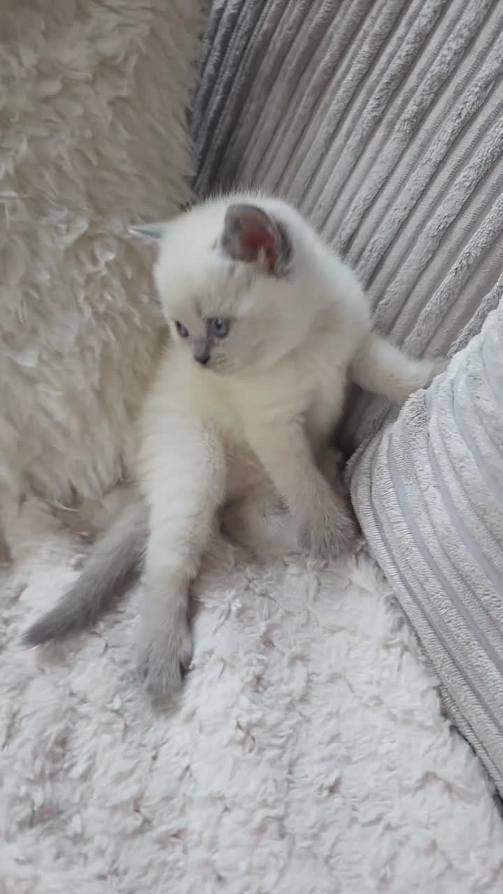 Mixed Breed cats for sale: Gorgeous mixed litter of Persian and BSH - Video 1