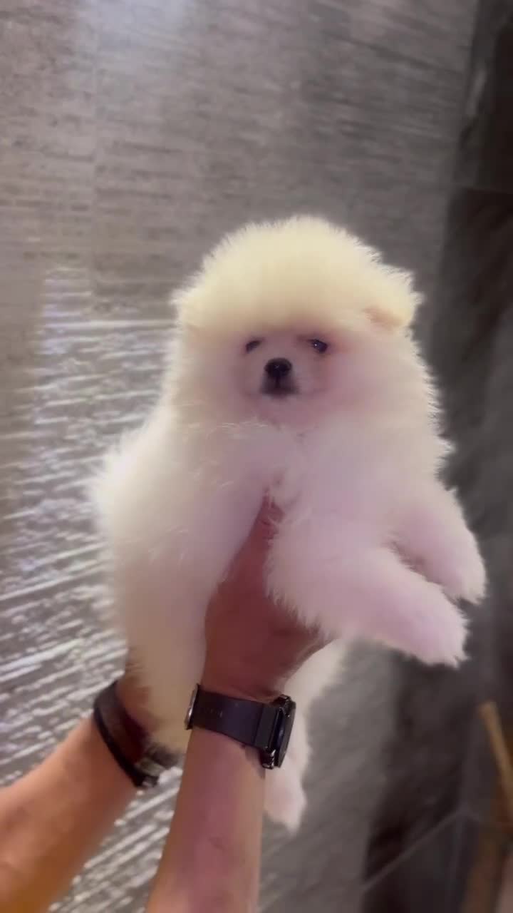 Pomeranian dogs for sale: Adorable Purebred Pomeranian Puppies  - Video 1