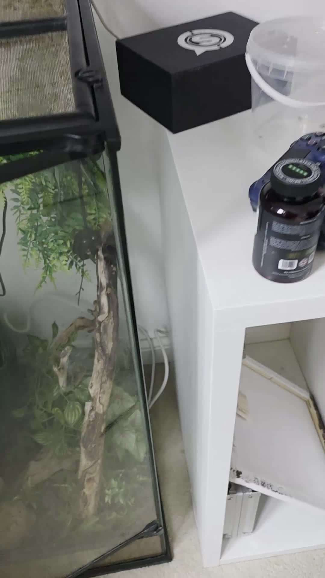 Gecko reptiles for sale: Geeko needs a loving home in Rugby - Video 1